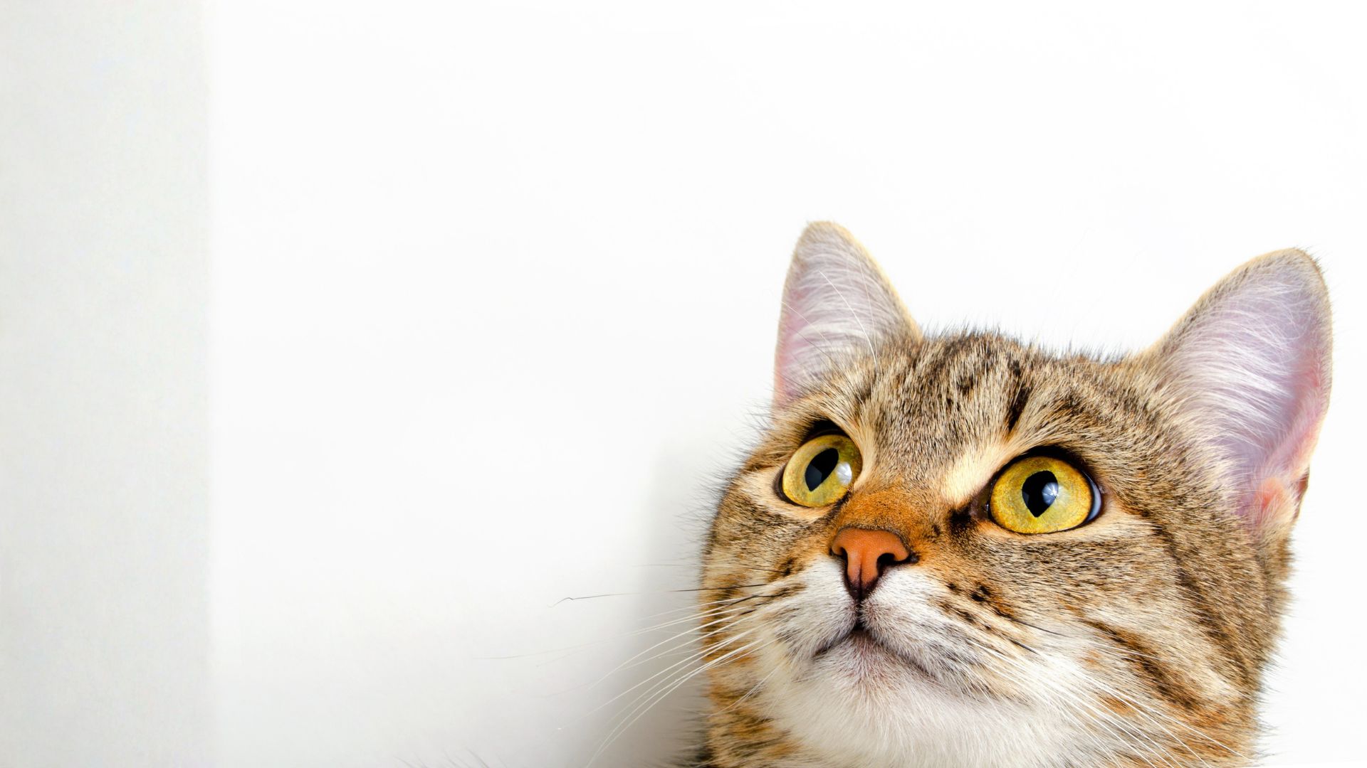 Gases en gatos: causas y soluciones