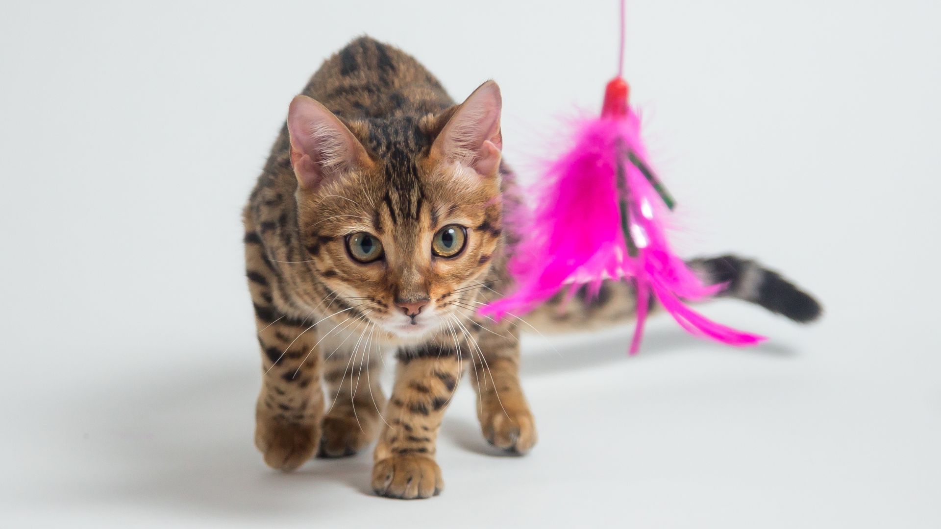 Juguetes para gatos: cómo elegir opciones seguras y estimulantes