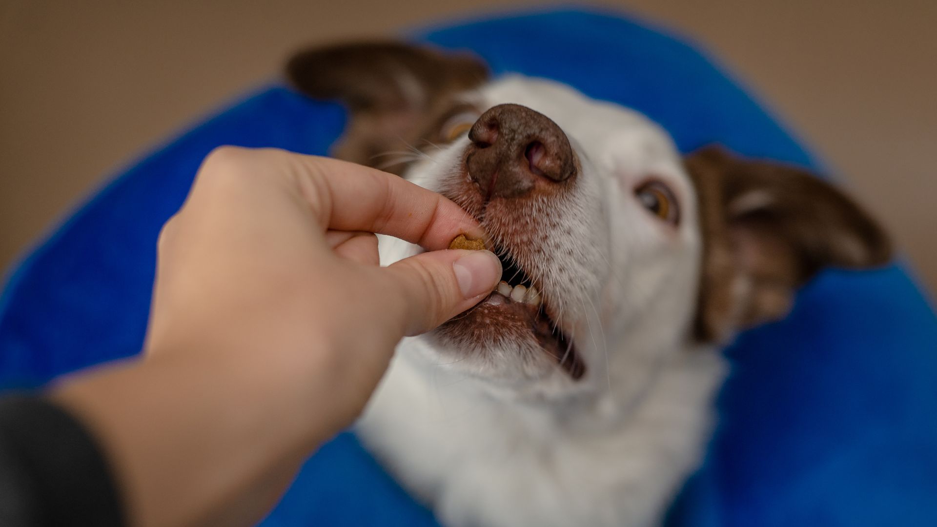 Cómo enseñar a tu perro a hacer pipí fuera de casa: guía completa