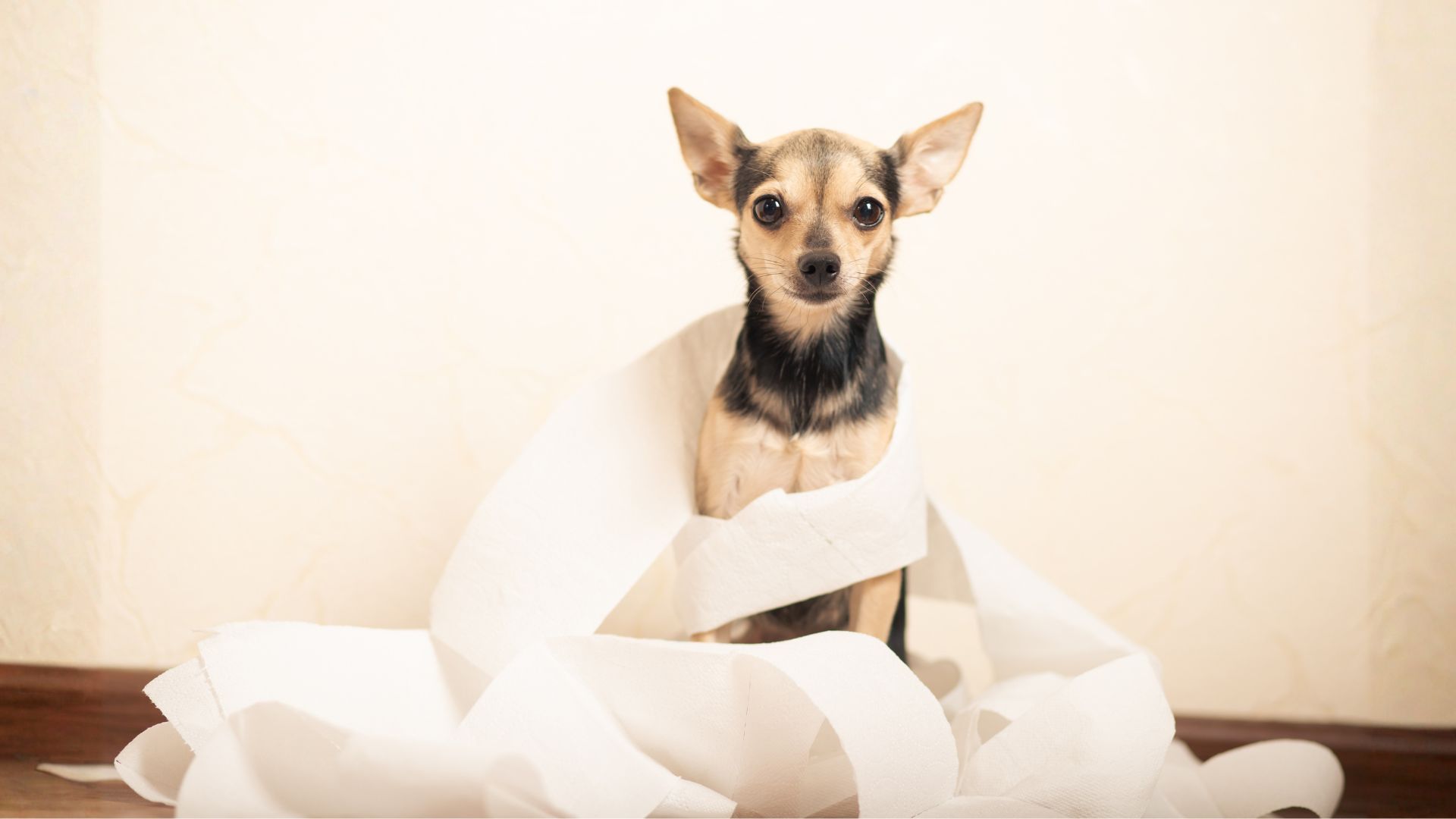 Mi perro tiene diarrea pero tiene hambre: guía completa