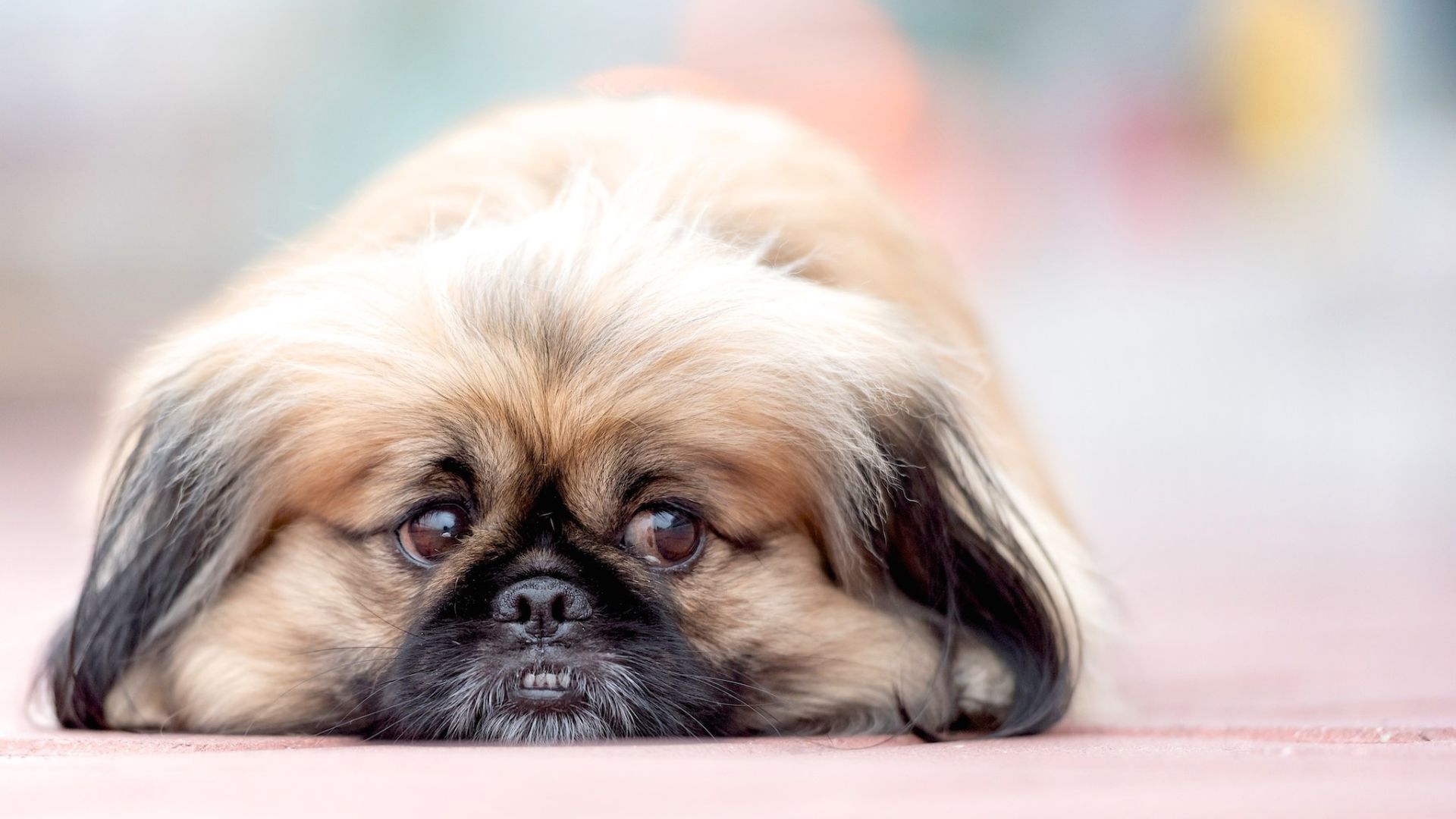 Vómito de saliva en perros: causas y síntomas