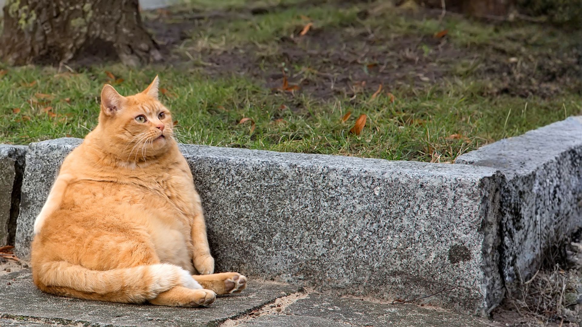 Obesidad en gatos: causas, riesgos y cómo mantener un peso saludable