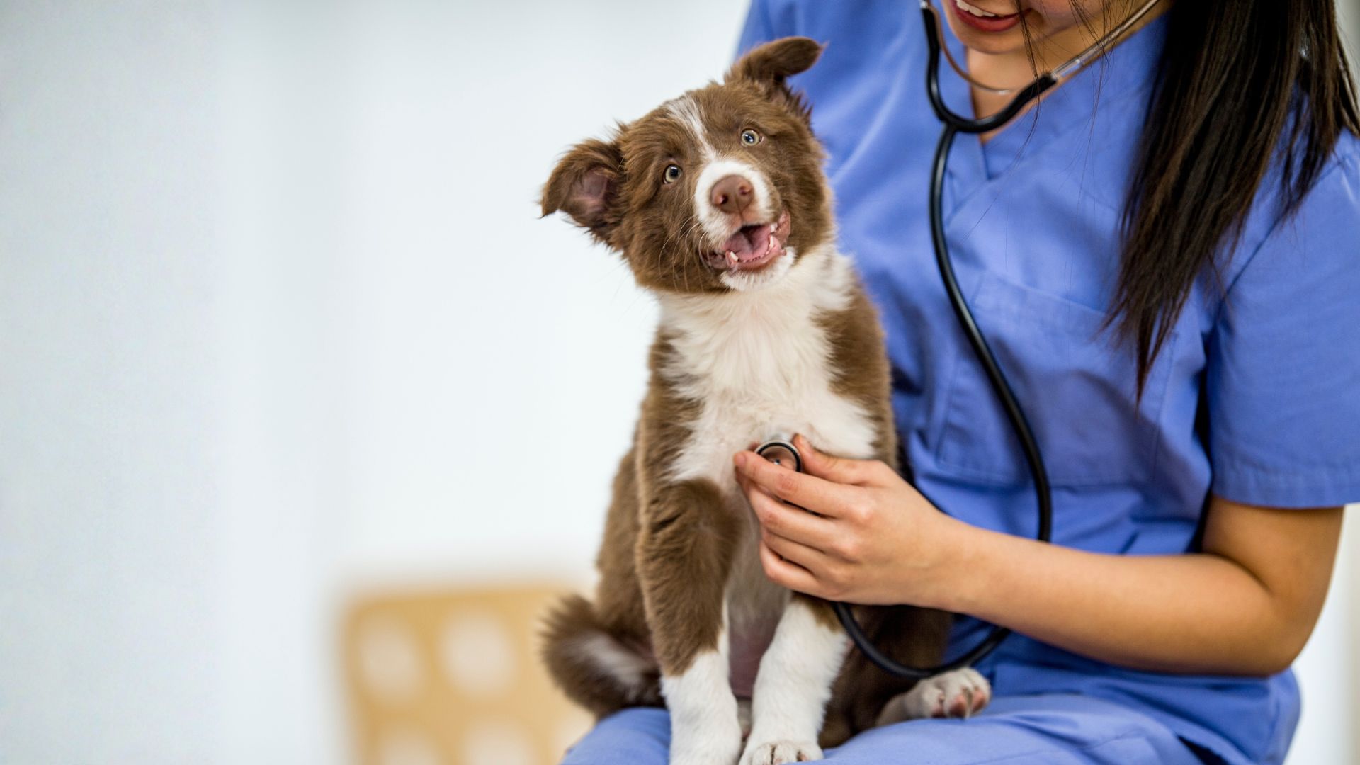 ¿Cómo escoger bien un veterinario para tu perro?
