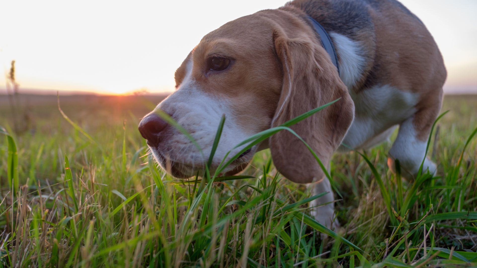 ¿Por qué un perro come hierba y luego vomita?