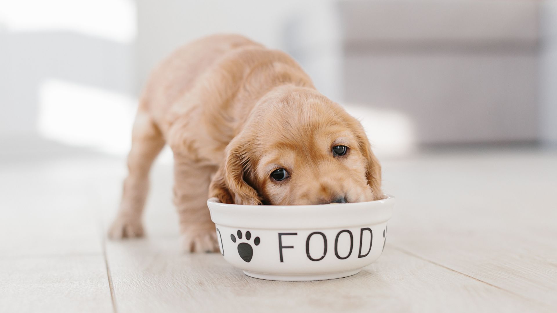 ¿Cuánto come un cachorro? Guía completa