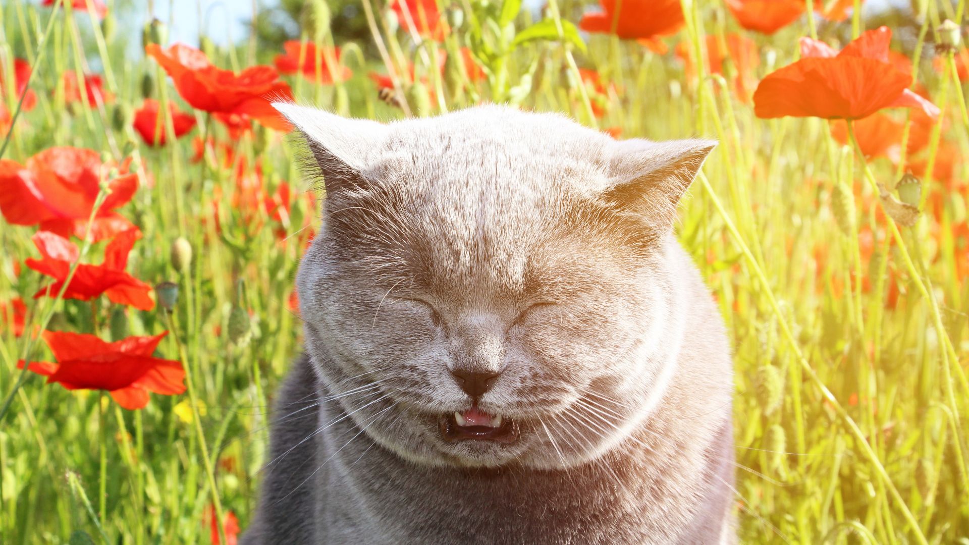 Mi gato estornuda mucho: causas y qué hacer