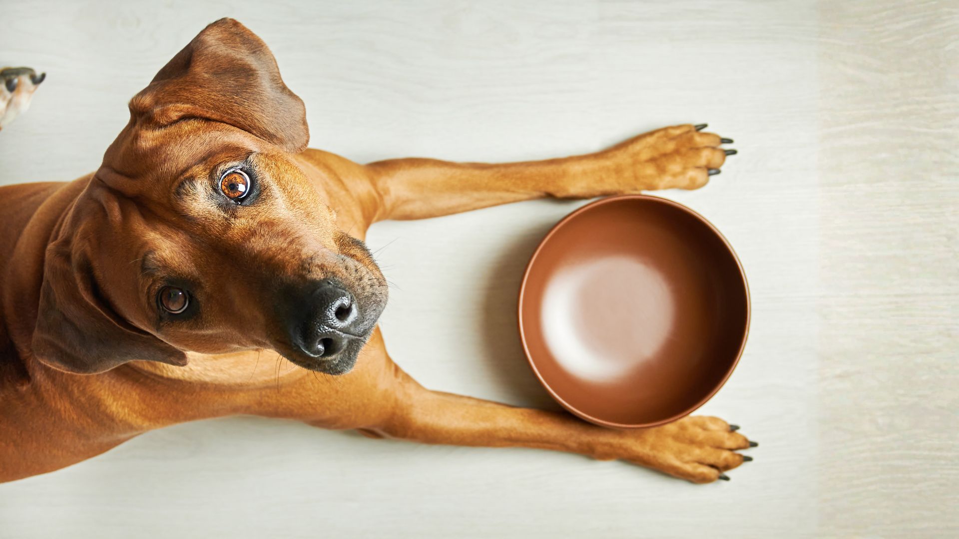 Comida húmeda para perros: beneficios, características y cómo elegir