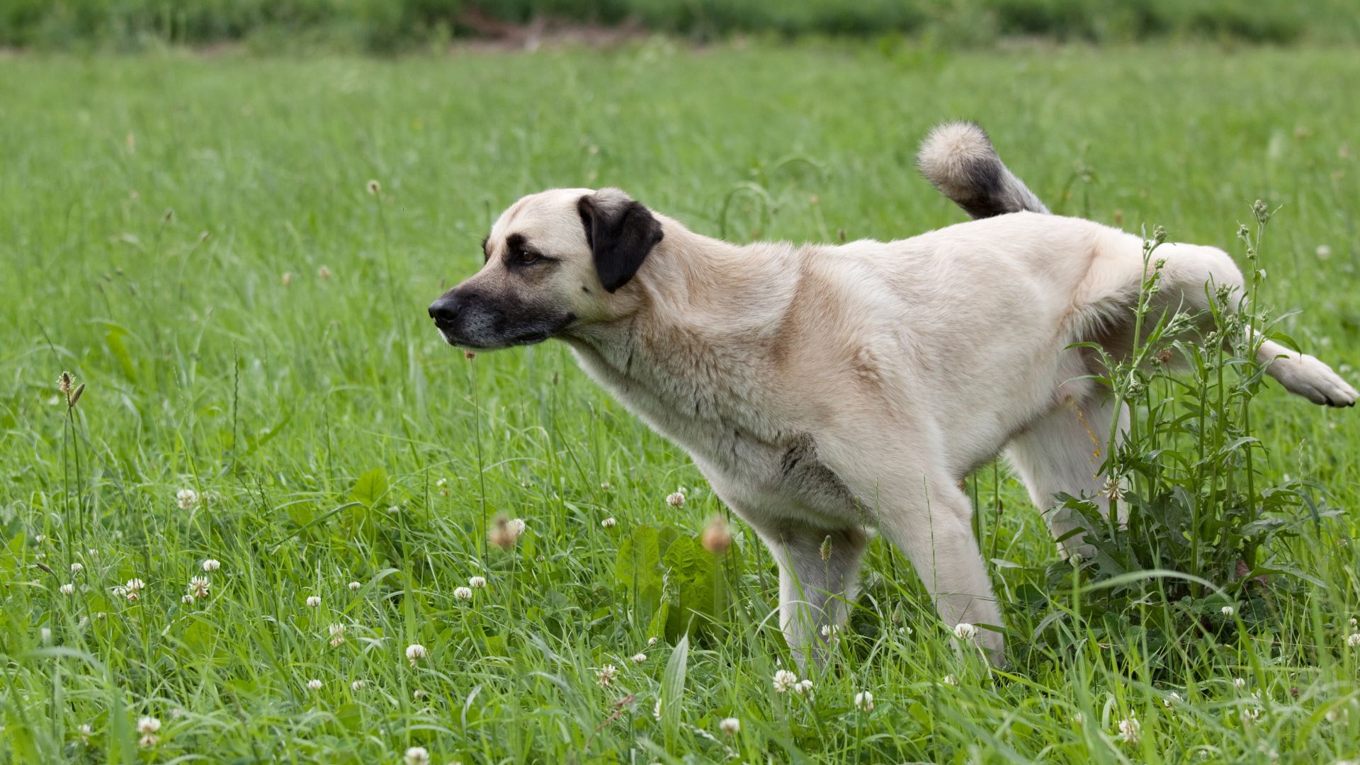 Mi perro no orina: causas, síntomas y cuándo acudir al veterinario