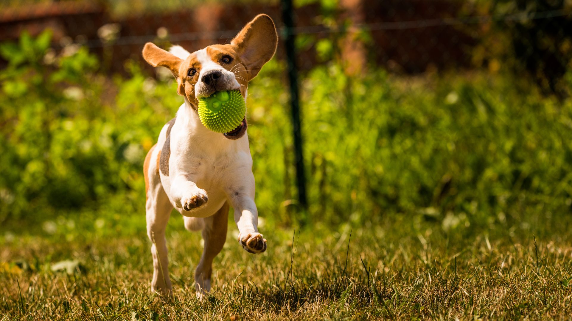 ¿Cuál es el mejor juguete para un perro? Guía completa