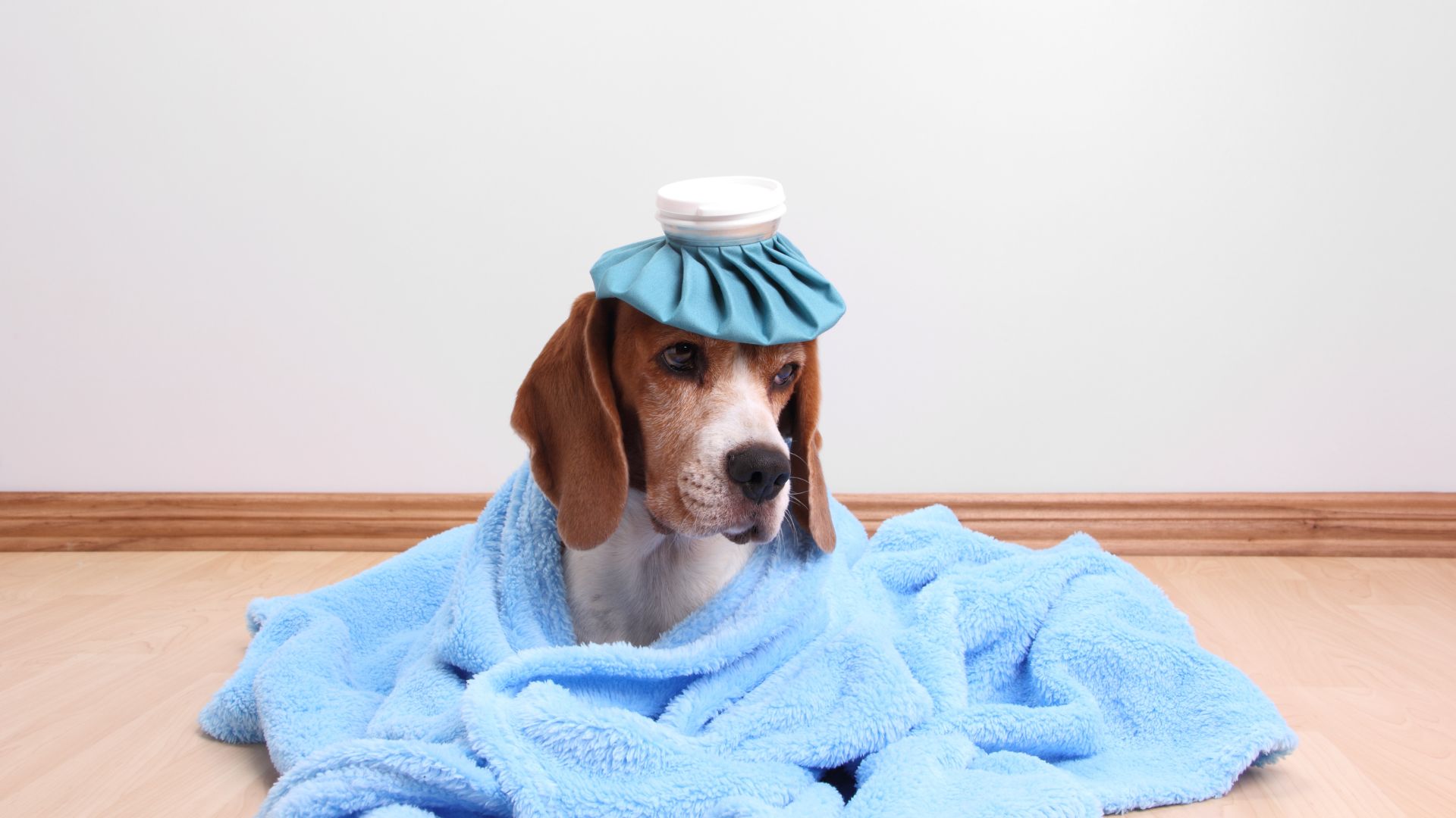 ¿Qué hacer si mi perro tiene fiebre? Cuándo acudir al veterinario