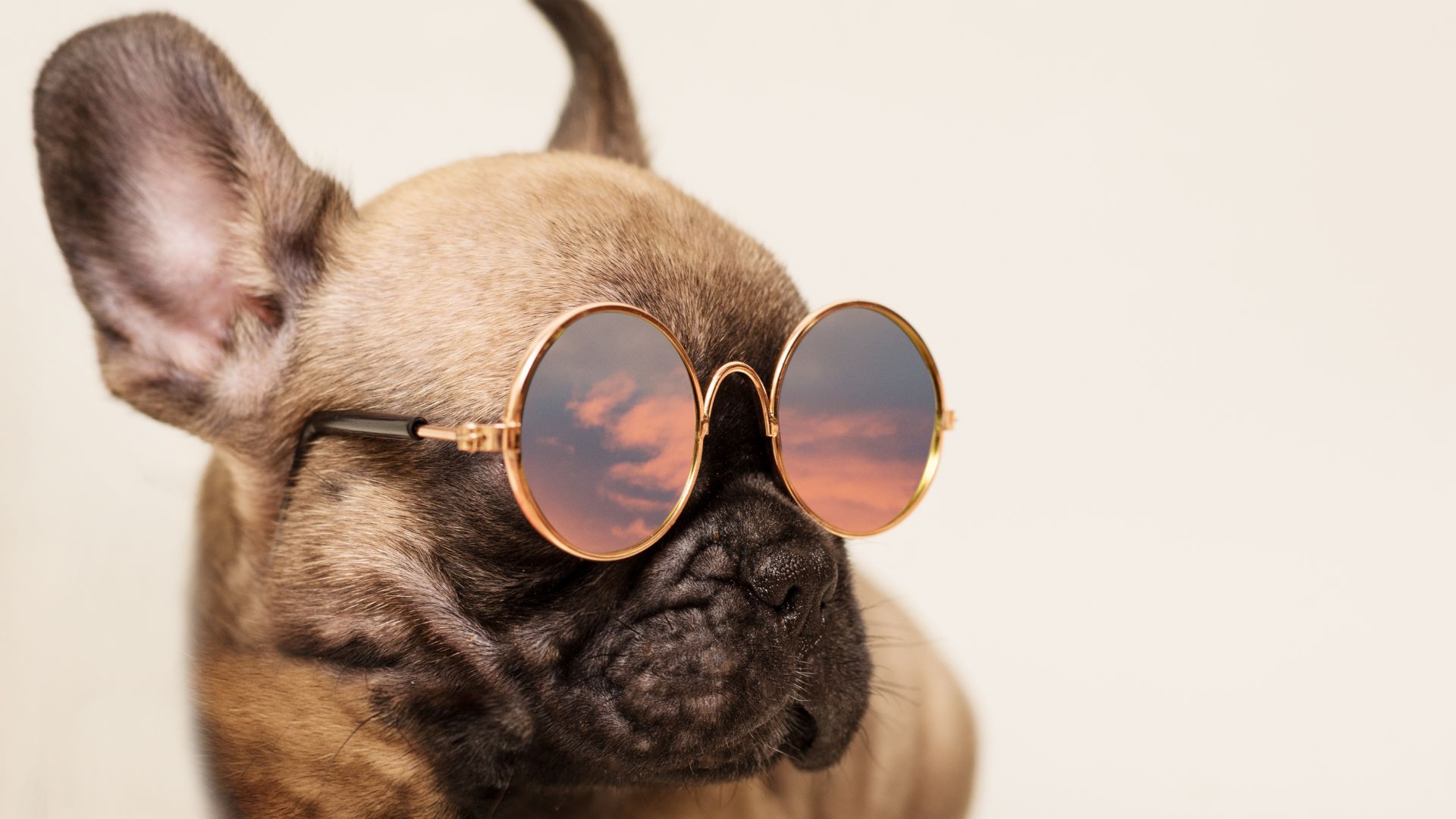 Mi perro tiene los ojos hinchados: causas, síntomas y qué hacer