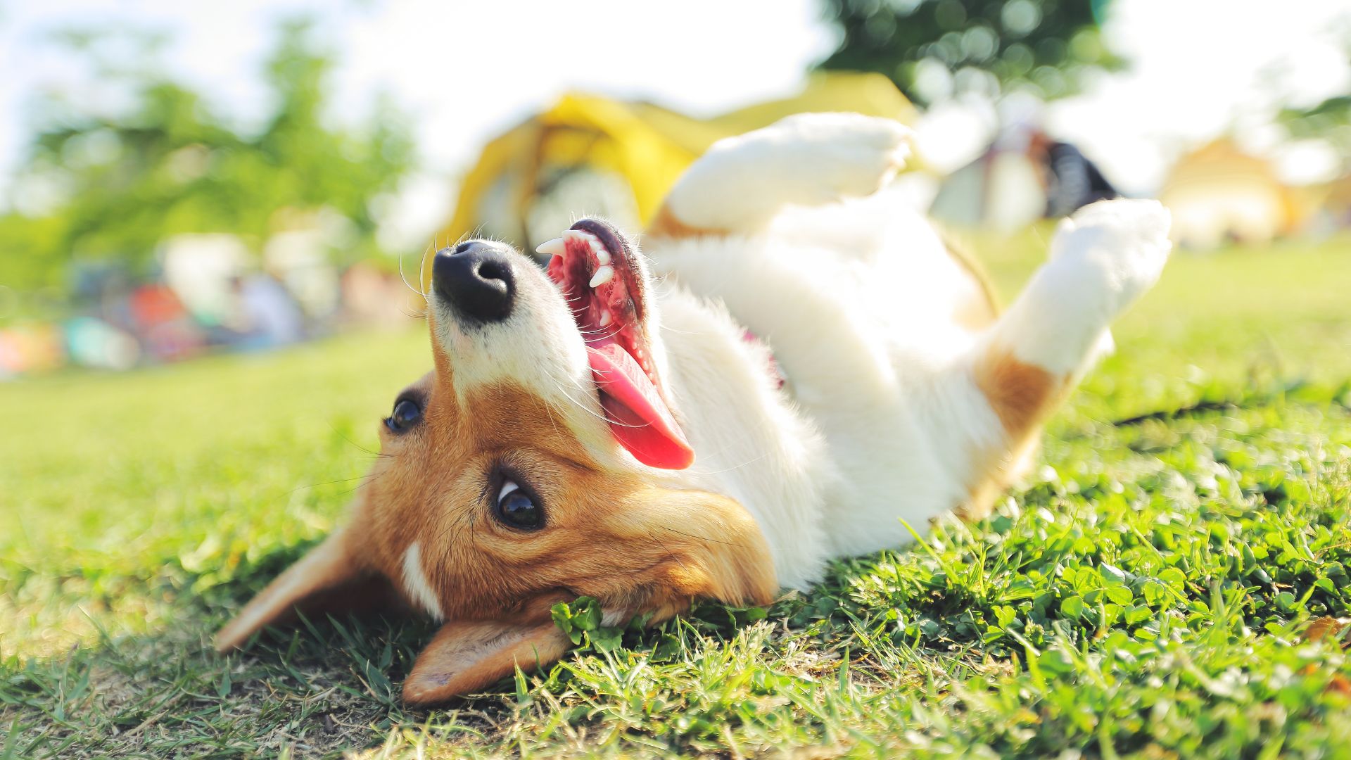 Cómo evitar el golpe de calor en perros: guía completa