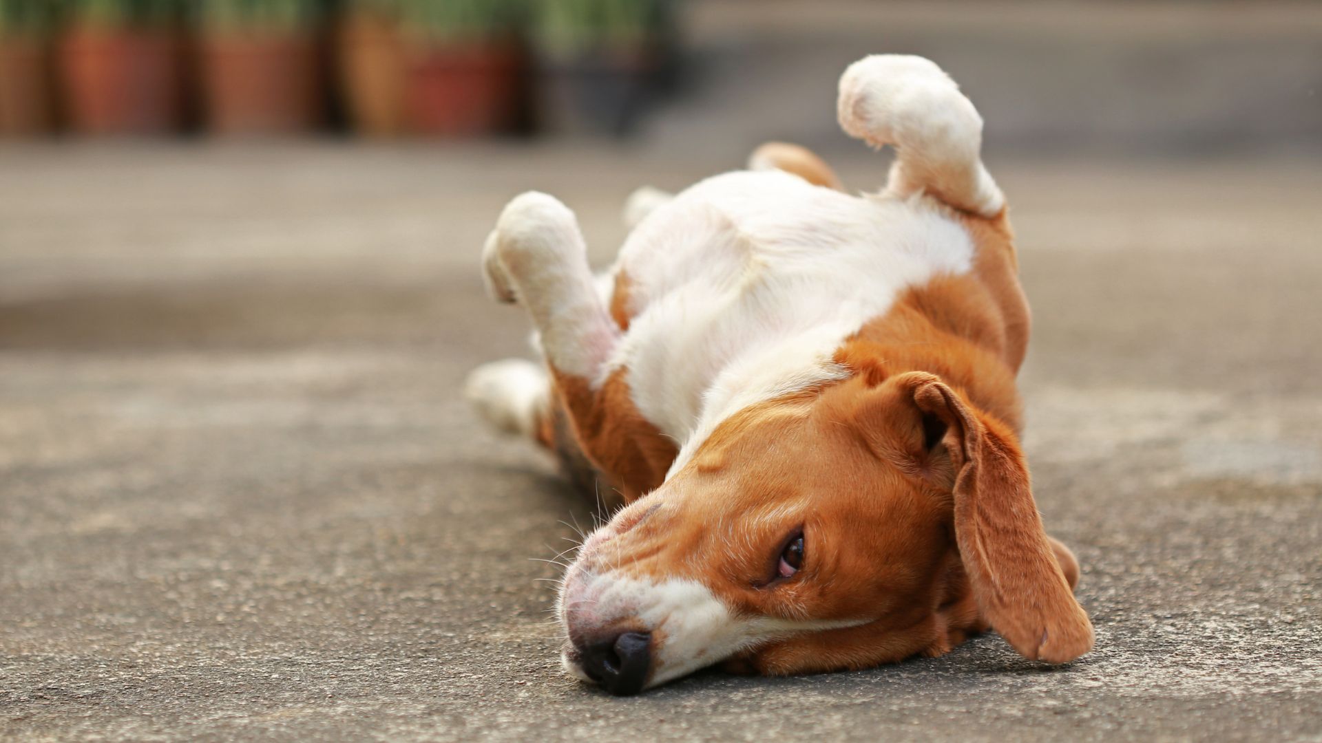 ¿Por qué mi perro rasca el suelo de casa? Causas y significado