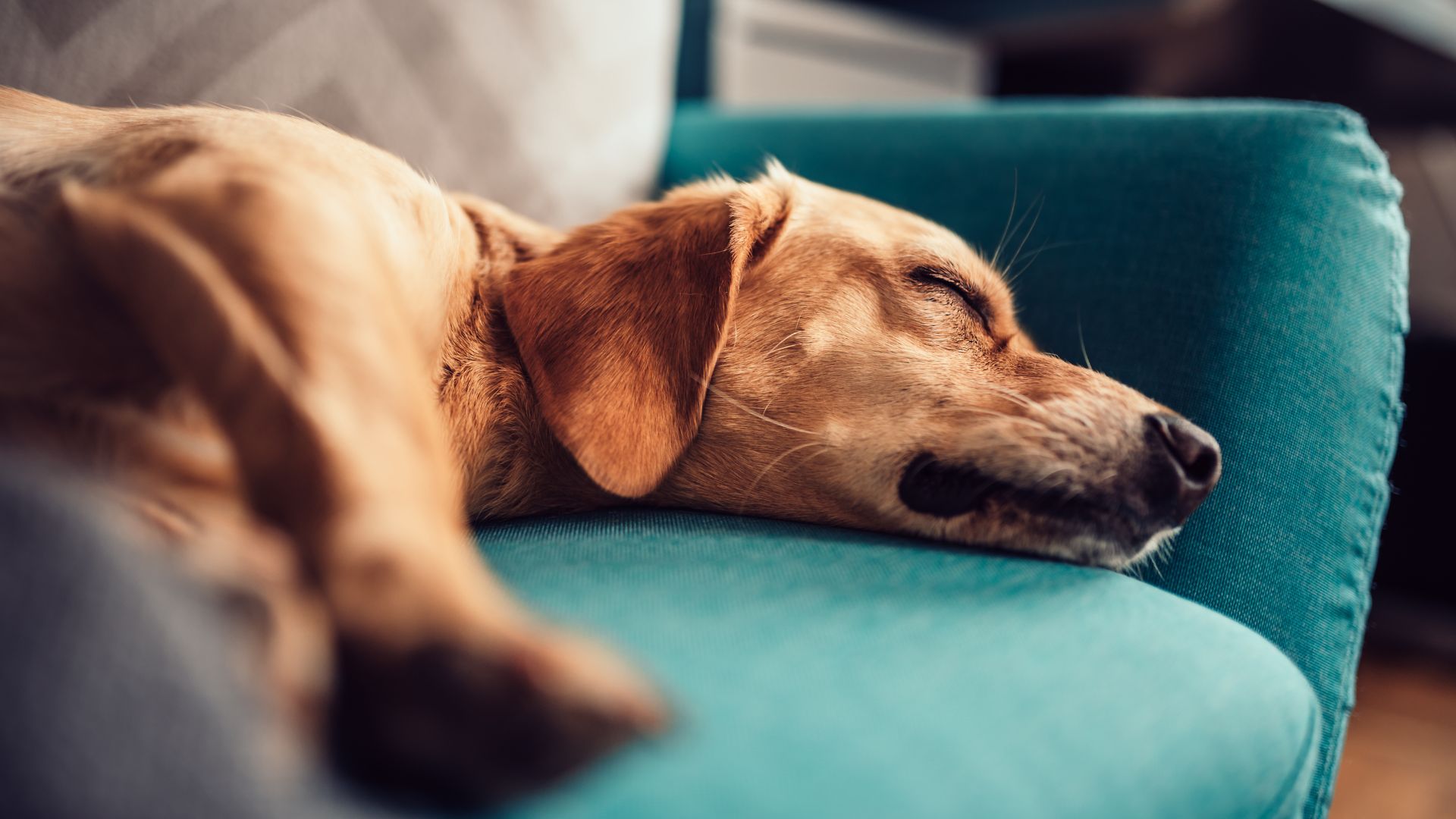 Mi perro duerme mucho: causas y cuándo es normal