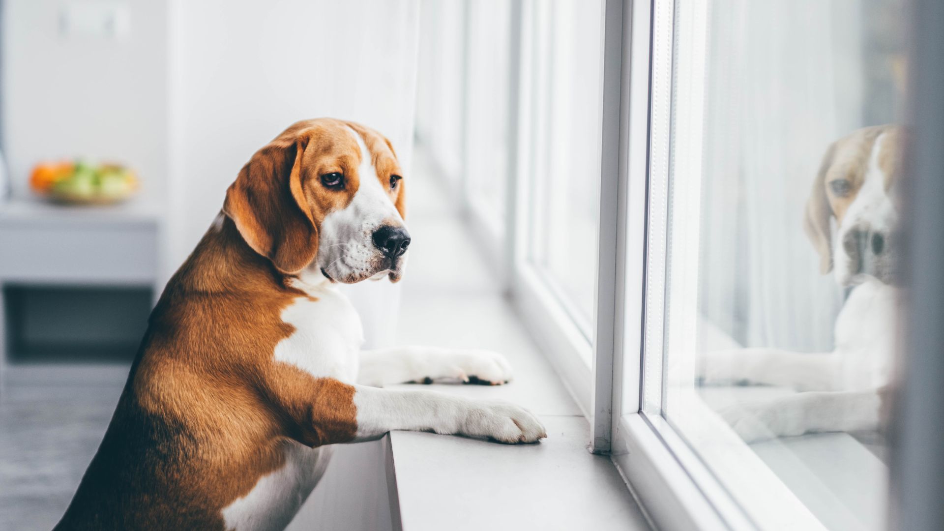 Mi perro llora mucho: causas más frecuentes y qué hacer