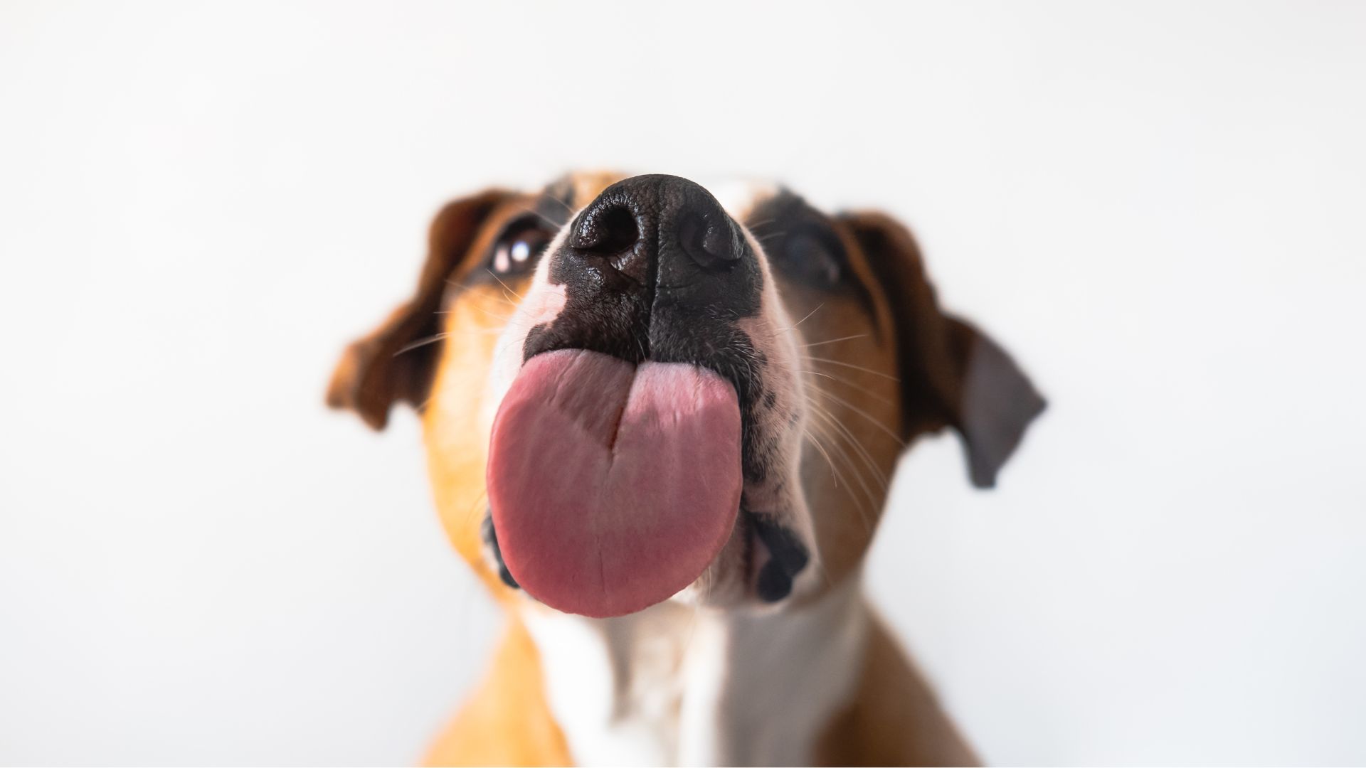 ¿Por qué mi perro me lame tanto? Todo lo que debes saber