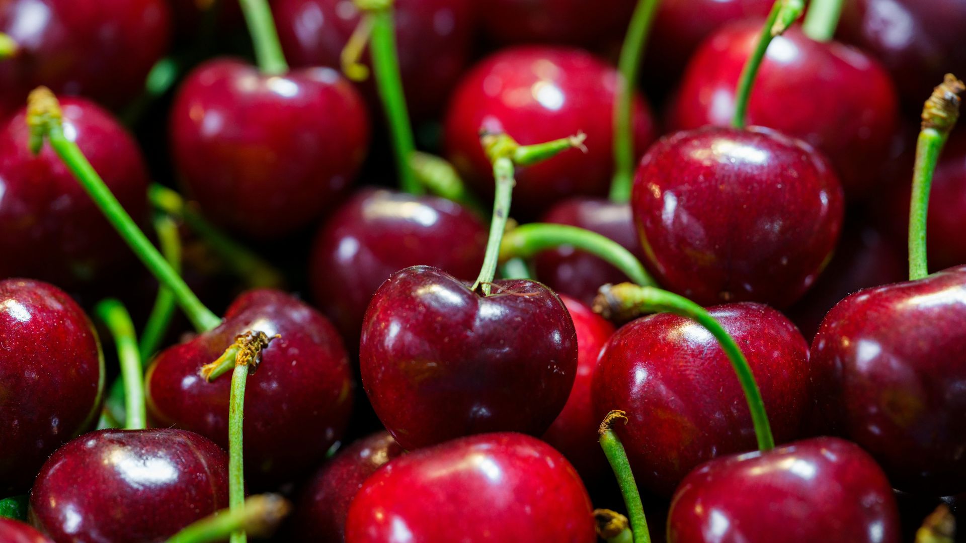 ¿Mi perro puede comer cerezas? Guía completa
