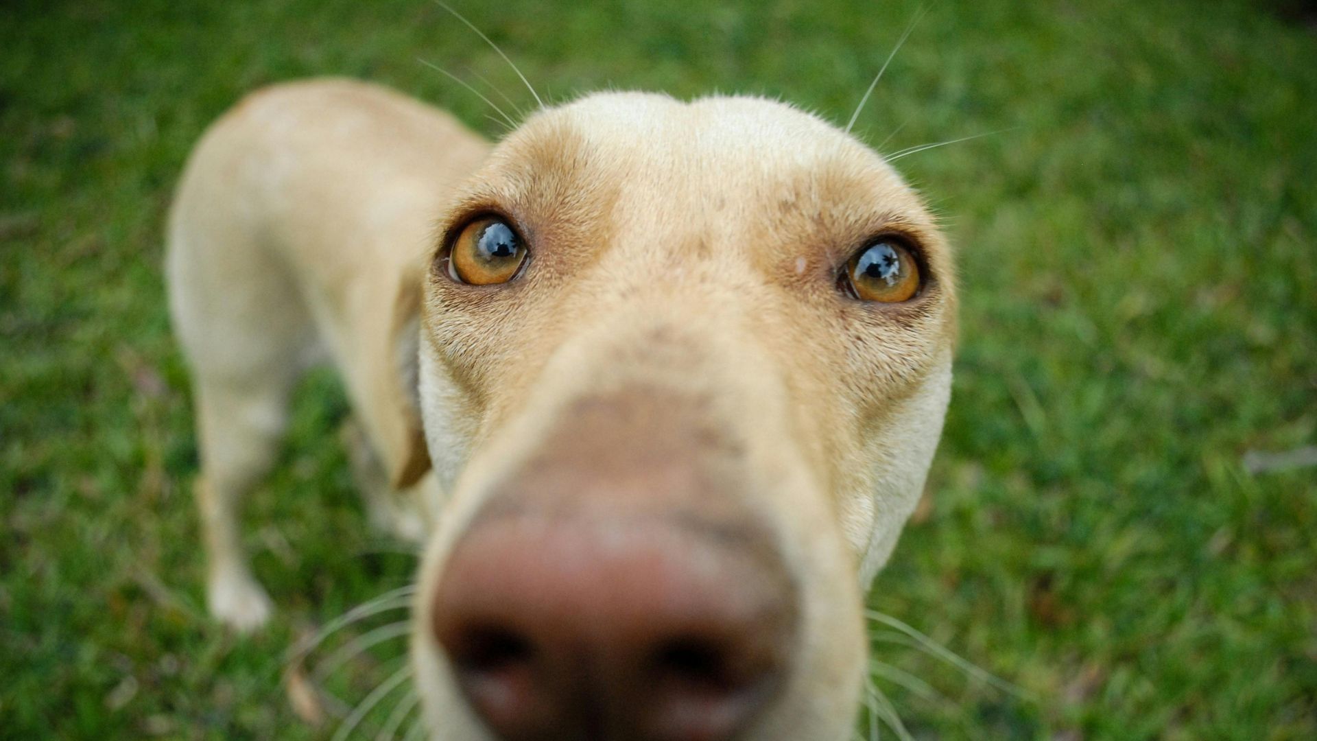 ¿Cómo ven los perros? Descubre cómo perciben el mundo