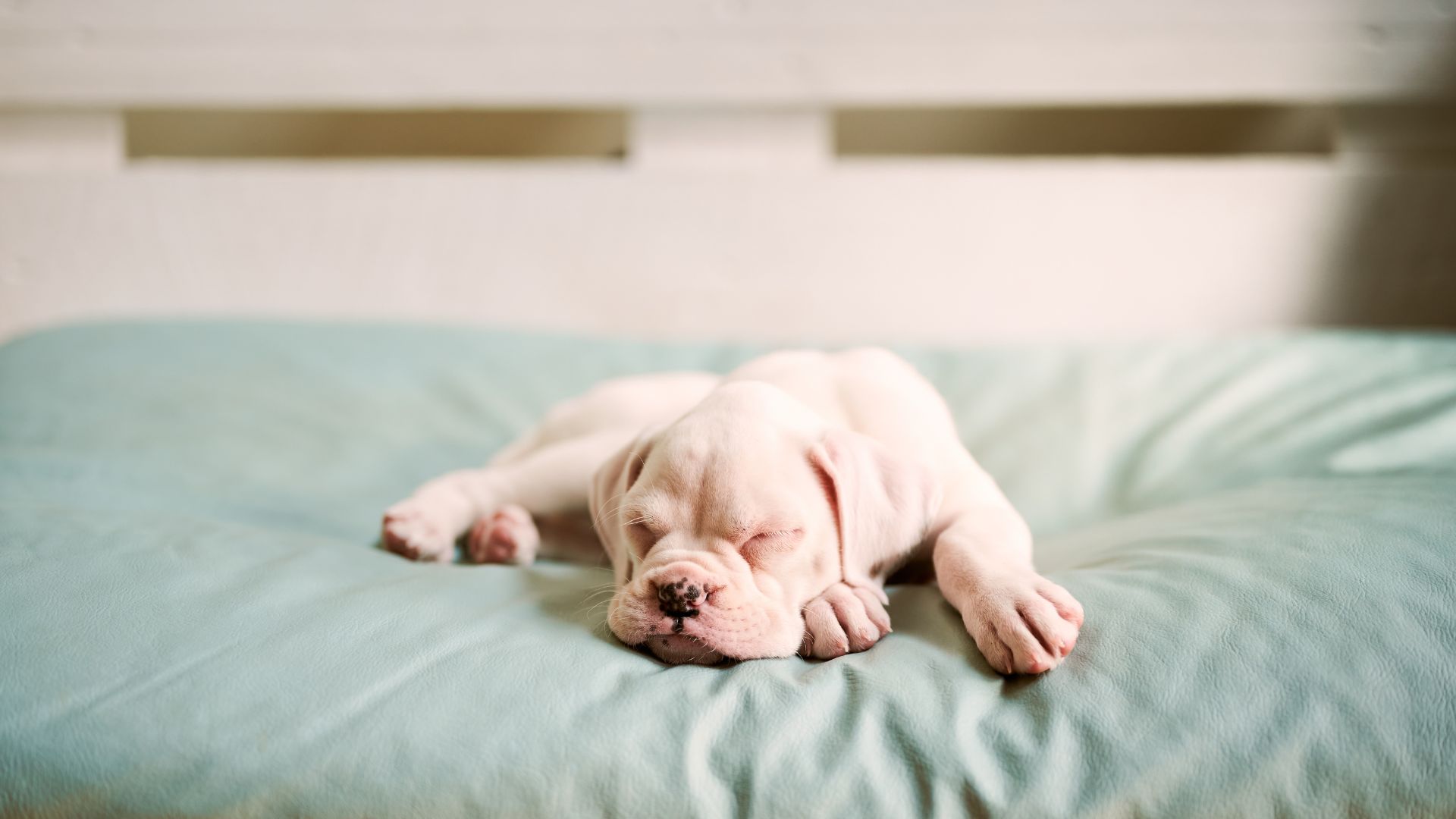 ¿Cuánto duerme un cachorro? Horas de sueño según su edad