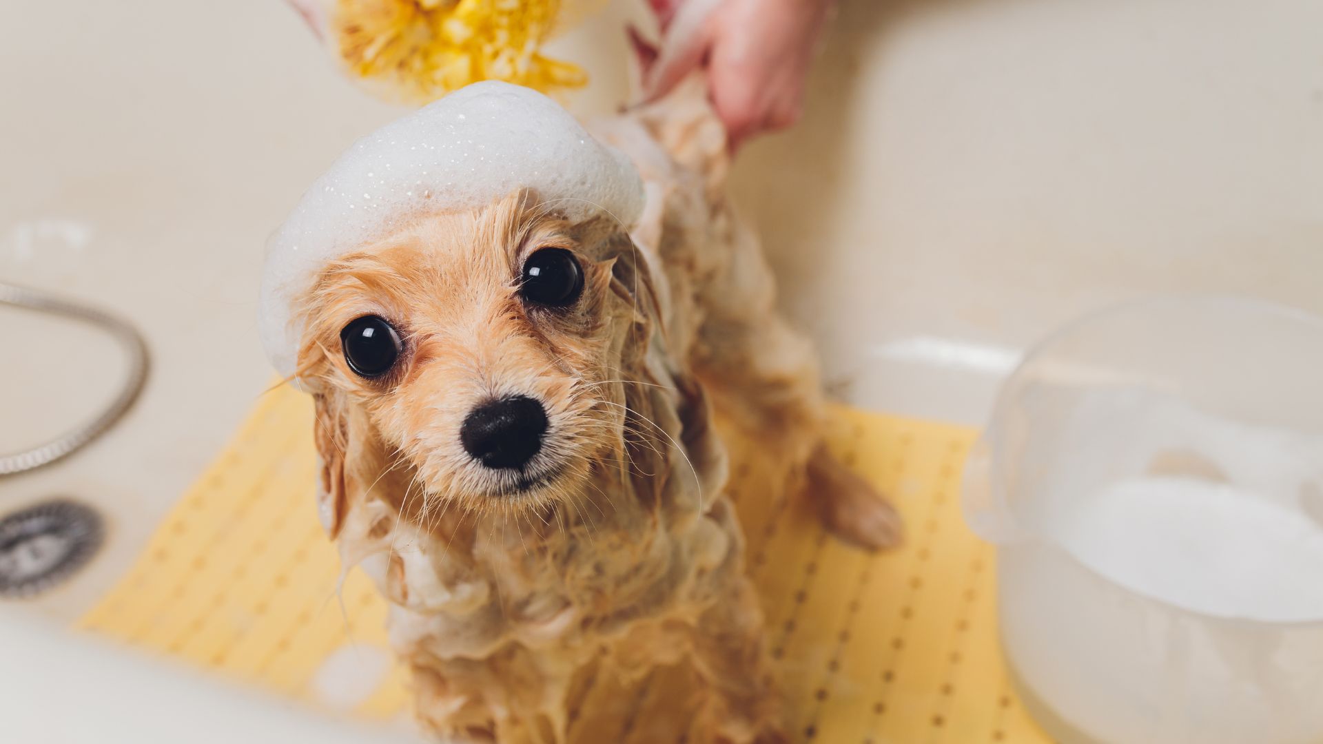 Primer baño de un cachorro: cuándo y cómo hacerlo