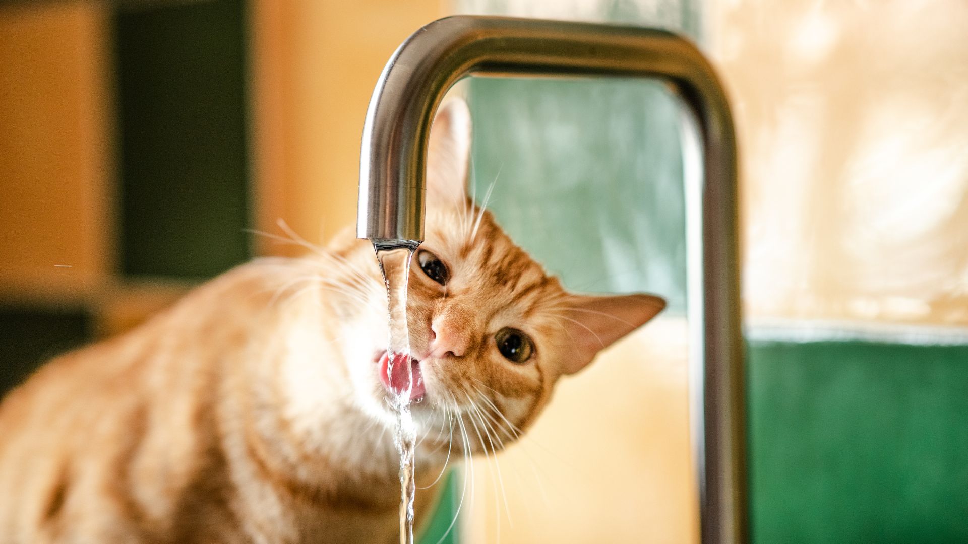Mi gato bebe mucha agua: causas y qué hacer