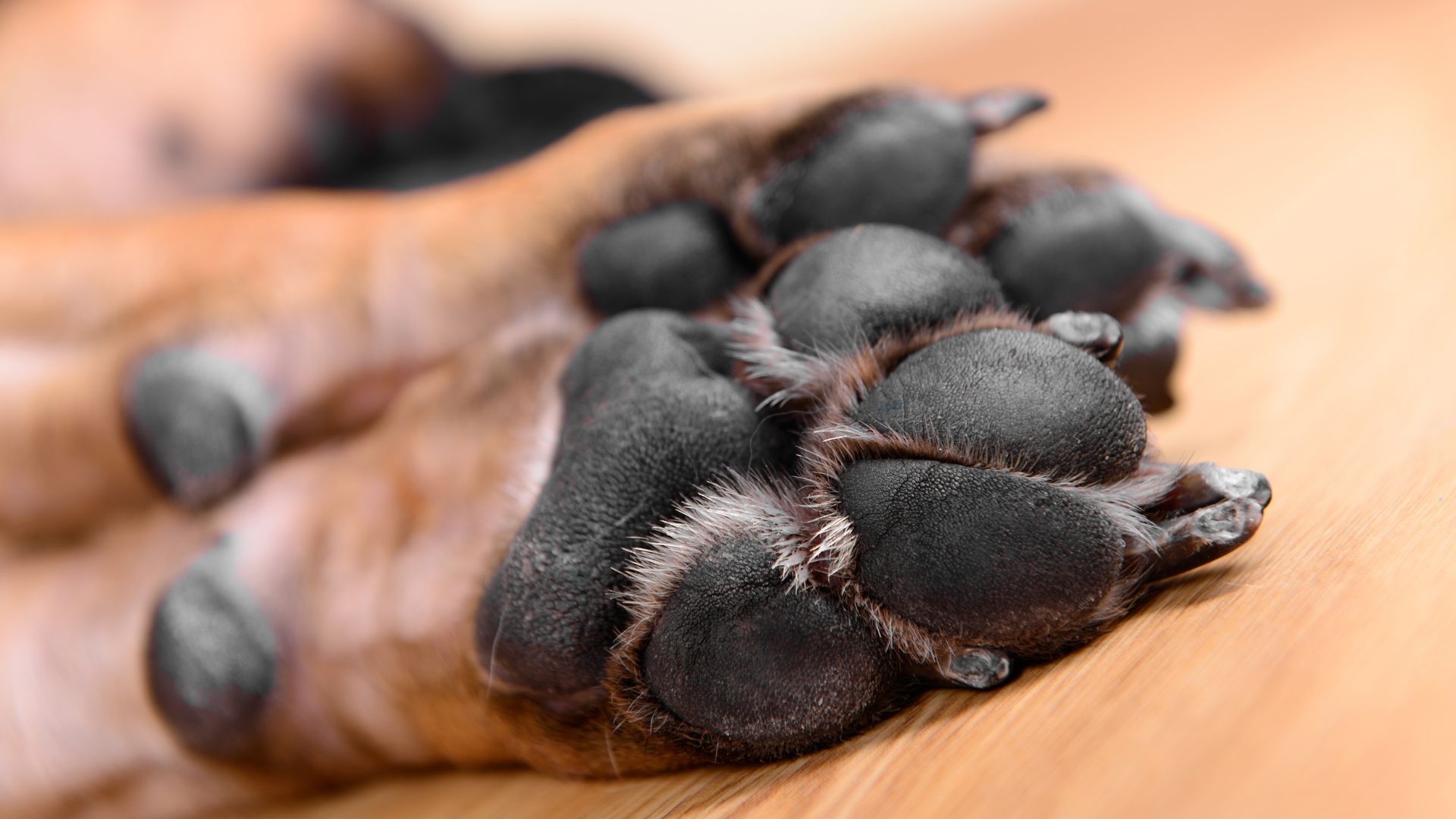 Cómo cuidar las almohadillas de mi perro: guía completa