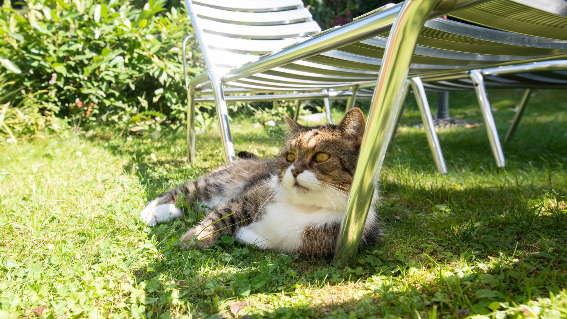 Cómo cuidar a un gato en verano: guía completa