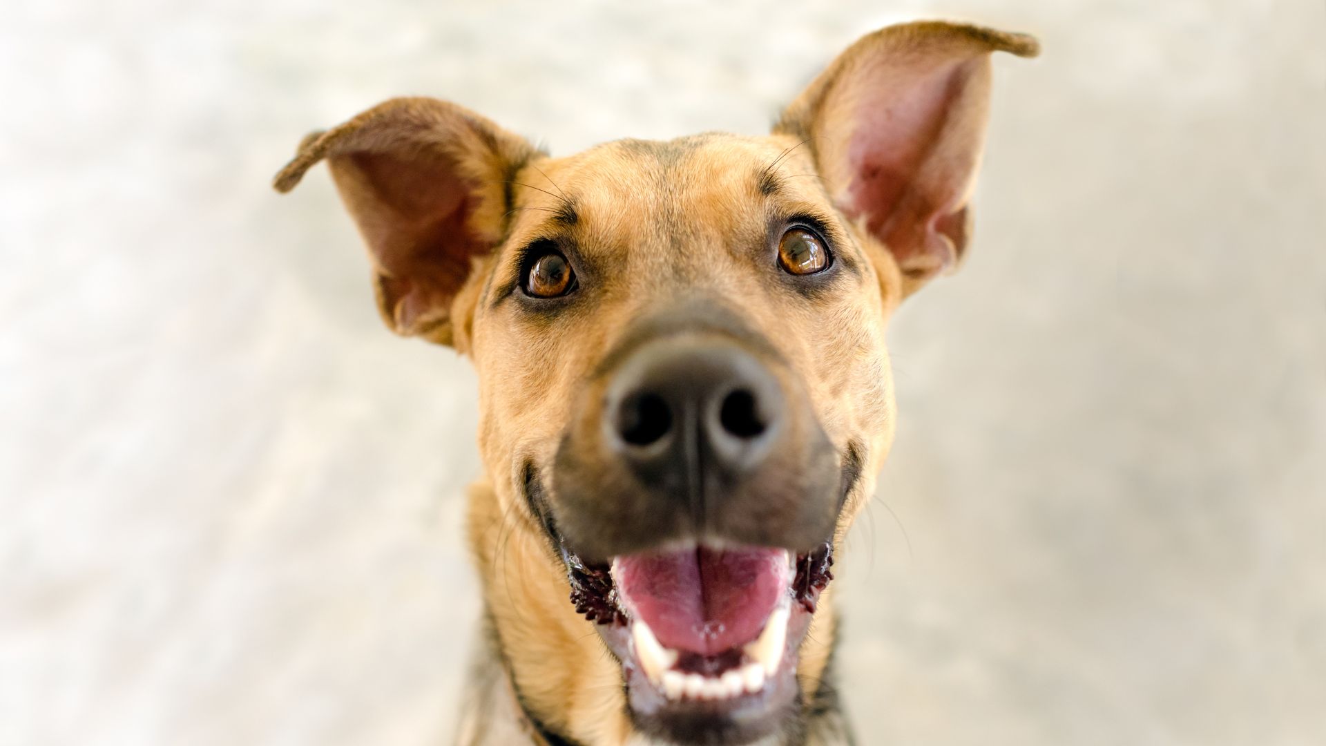 Recetas de snacks de verano para perros: ideas refrescantes