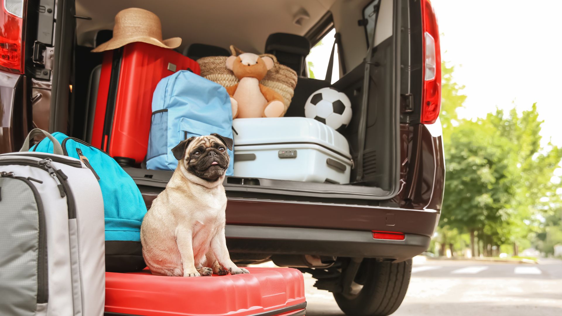 Vacaciones con perro: cómo conservar su alimentación natural