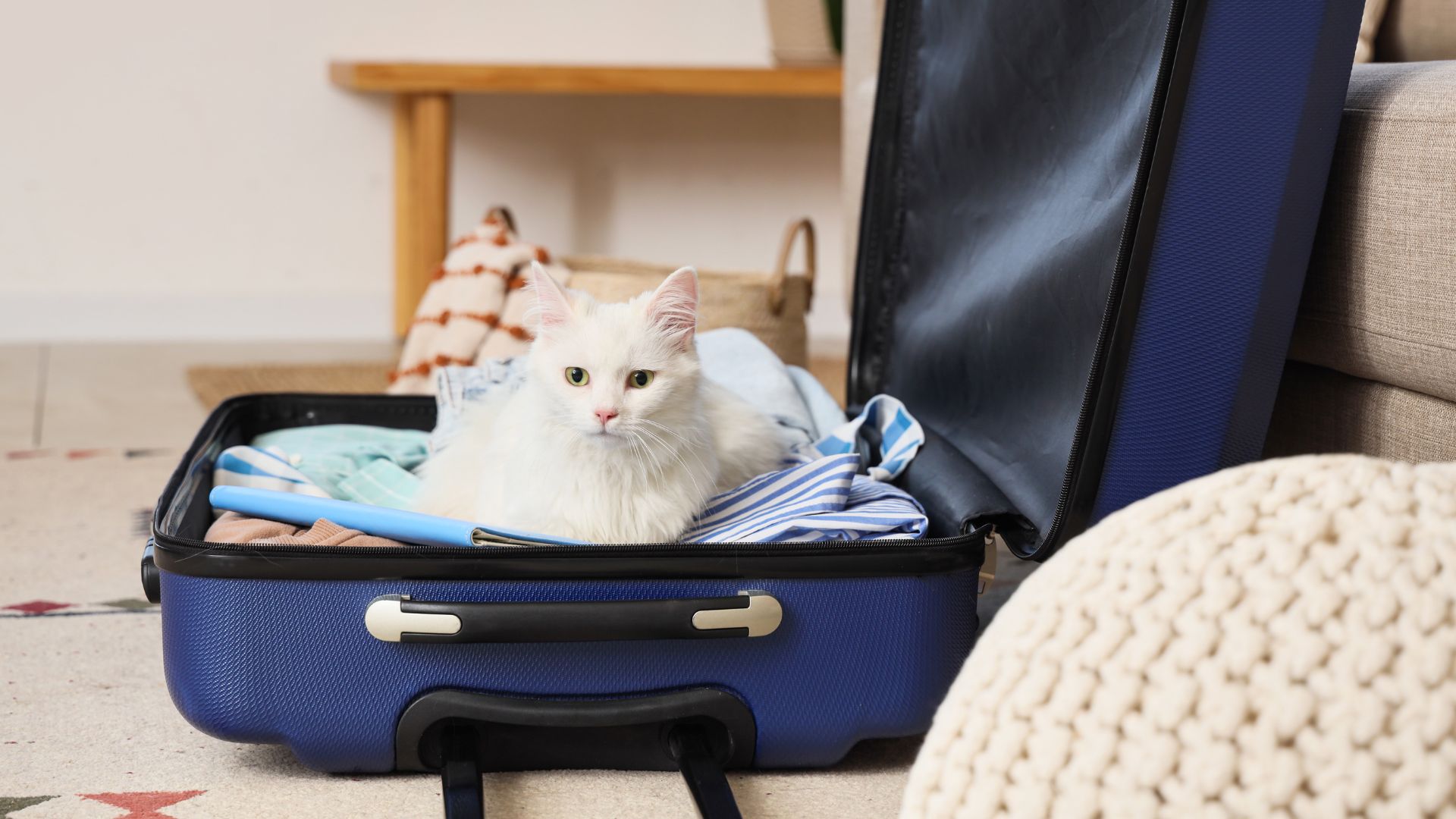 Vacaciones con gatos: ¿es mejor viajar con él o dejarlo en casa?