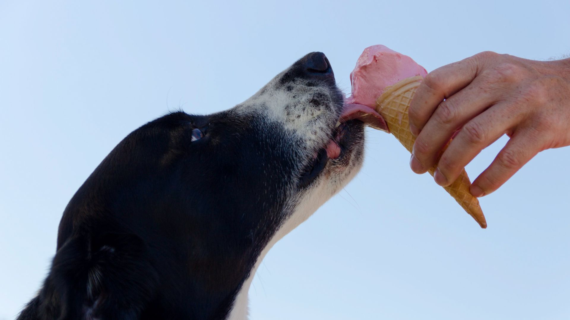 ¿Puede un perro comer helados? Riesgos y alternativas seguras