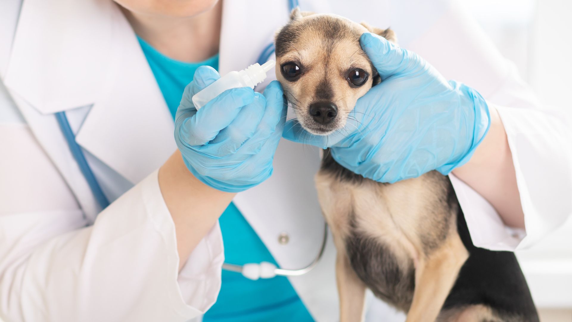 Otitis en perros en verano: por qué aumenta y cómo prevenirla