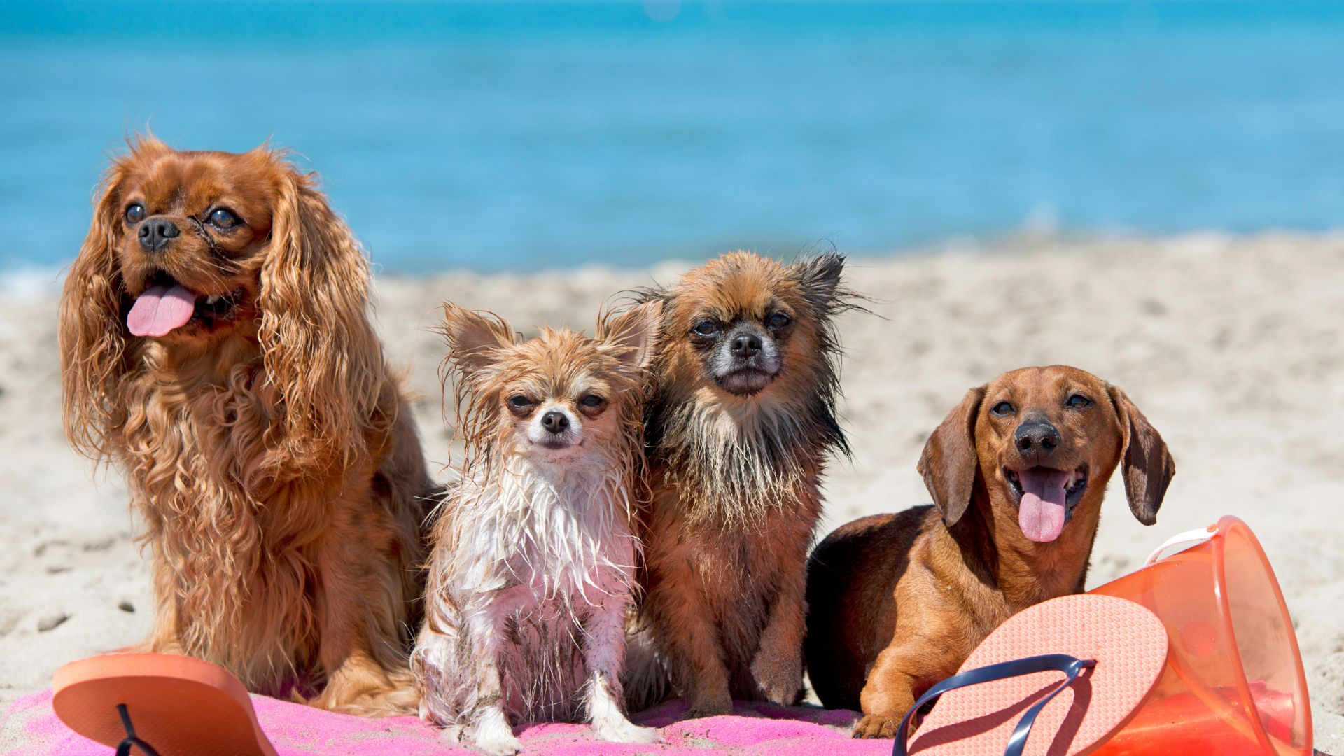 Intoxicaciones en perros en verano: qué debes evitar