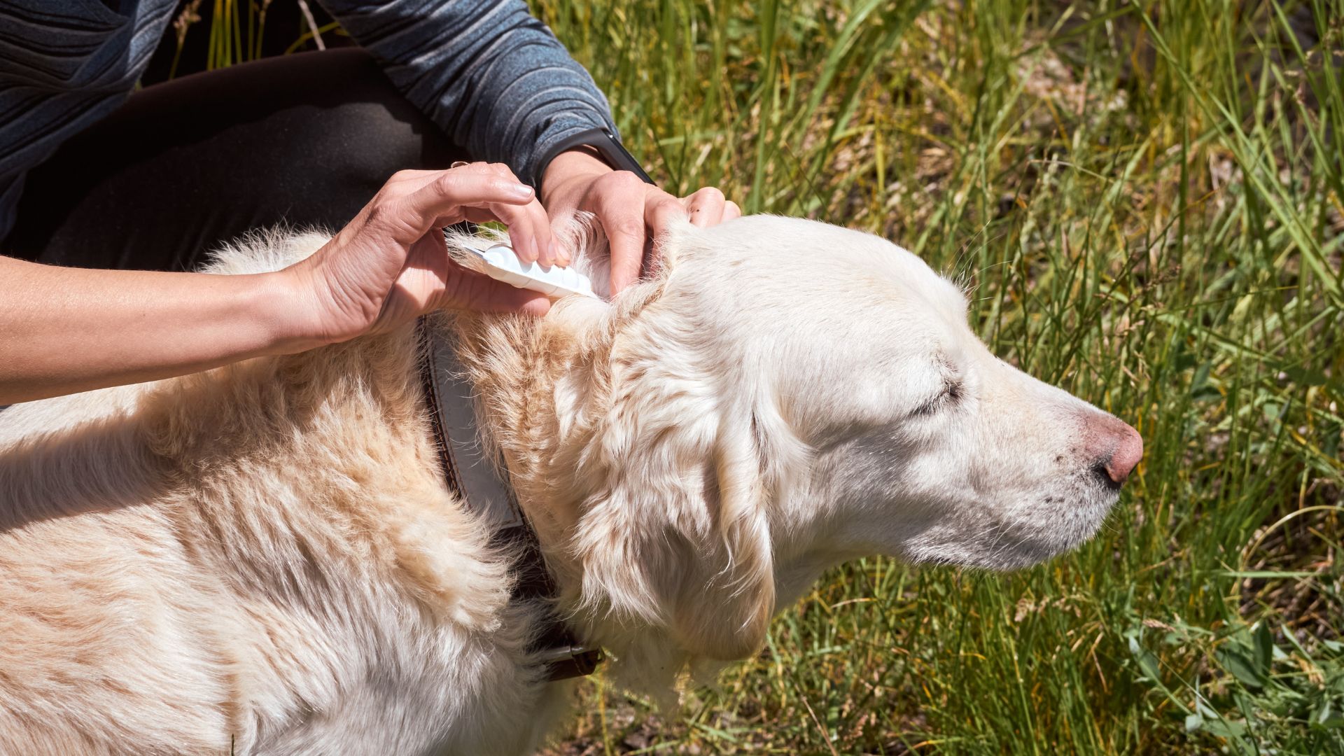 Pulgas y garrapatas en perros en verano: cómo prevenirlas