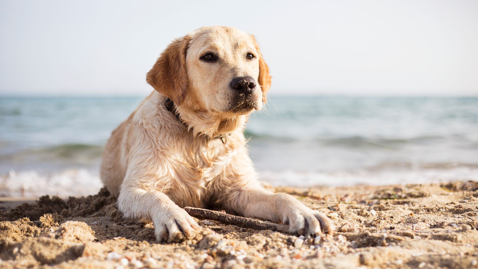 Arena caliente: cómo proteger las almohadillas del perro en verano