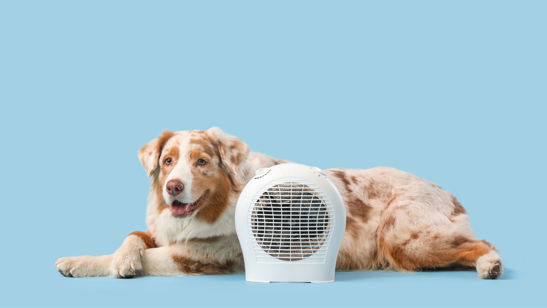 Mi perro no quiere comer en verano: causas y consejos