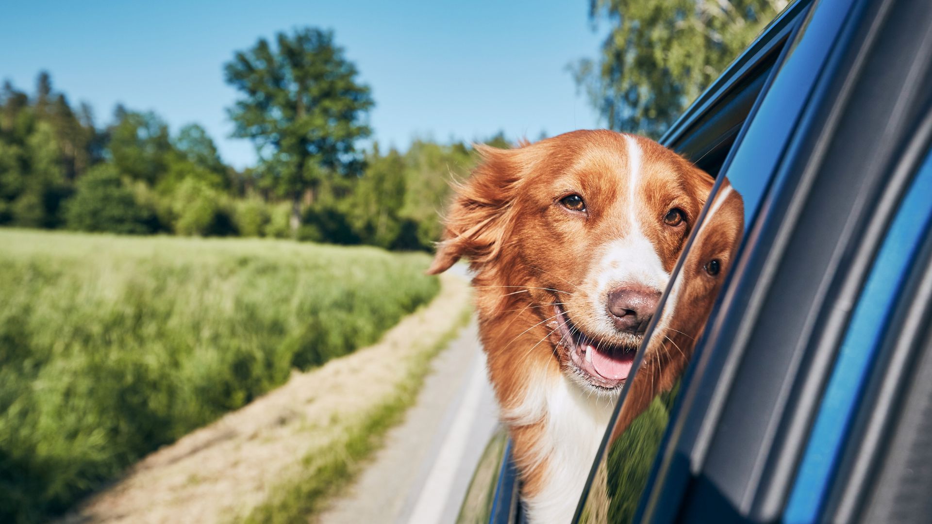 Cómo viajar con un perro en coche durante el verano