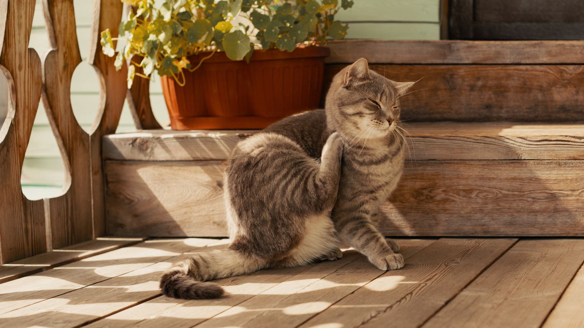 Pulgas y garrapatas en gatos en verano: cómo prevenirlas
