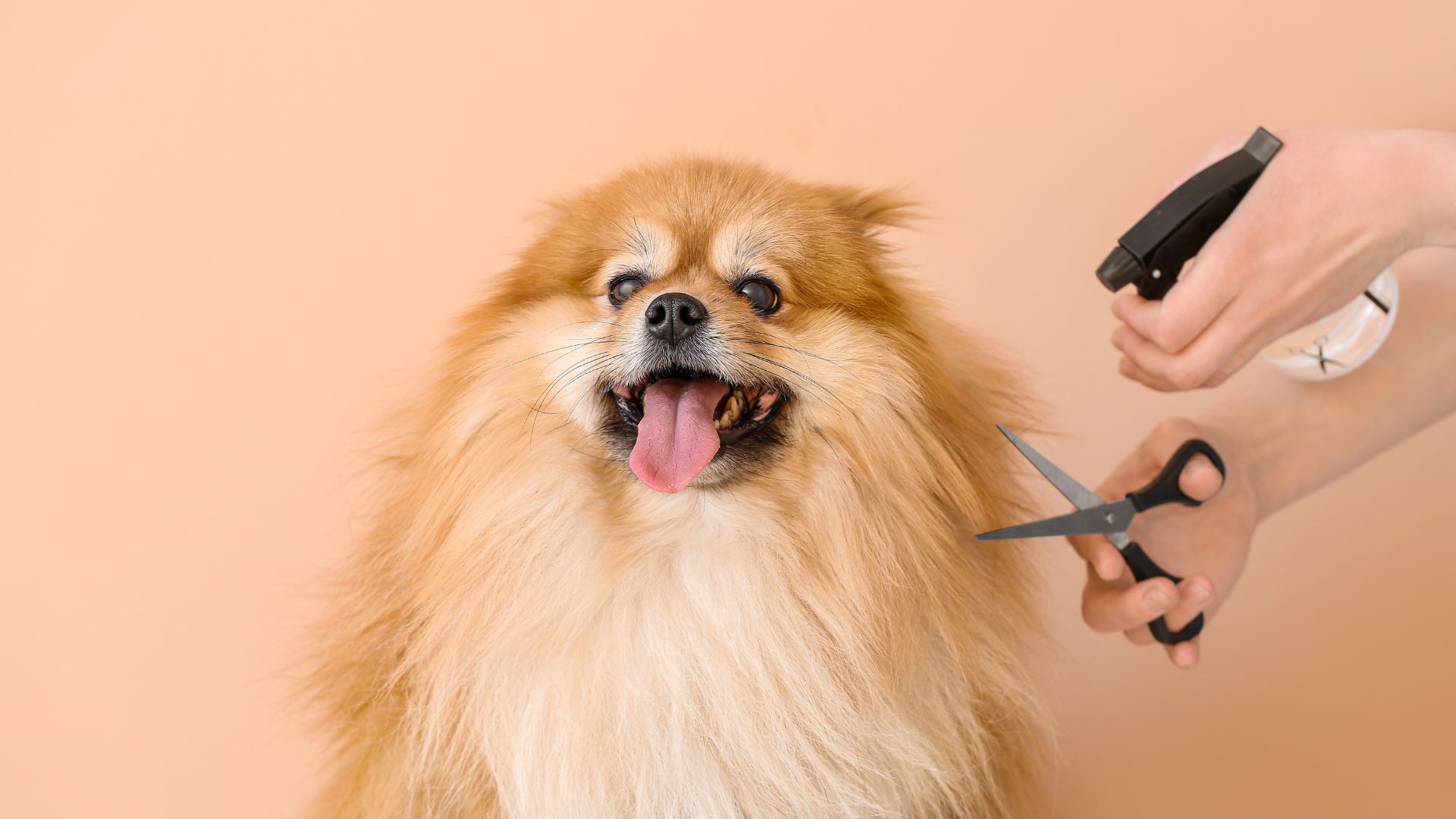 ¿Es bueno cortar el pelo a un perro en verano? Guía