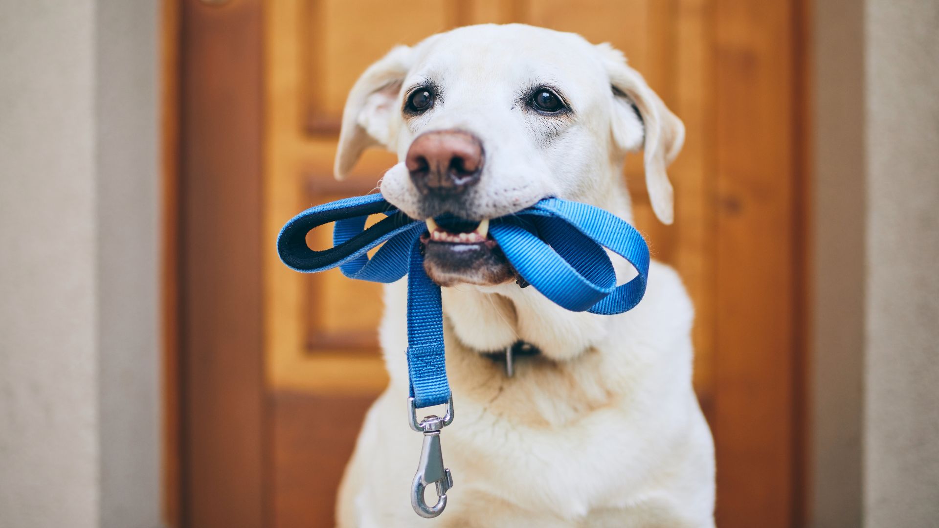 Cómo ayudar a tu perro a volver a la rutina tras las vacaciones