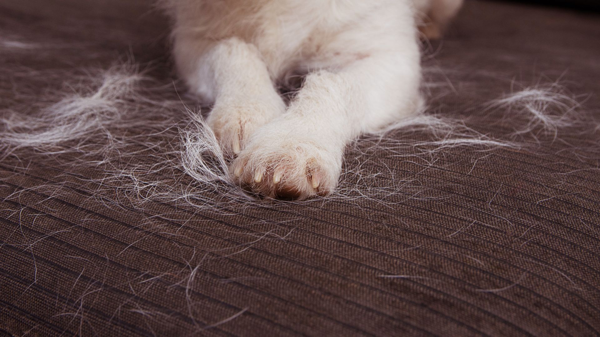 Muda de pelo en perros en otoño: causas y cuidados