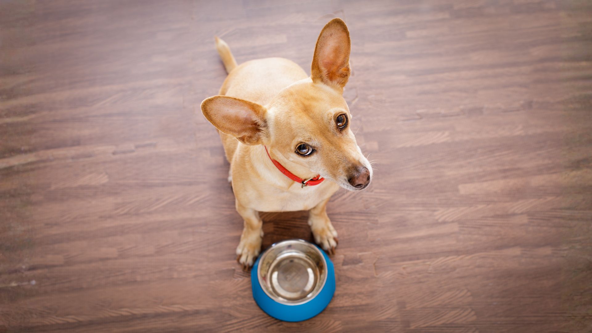 ¿Cuánta comida debe comer un perro al día?