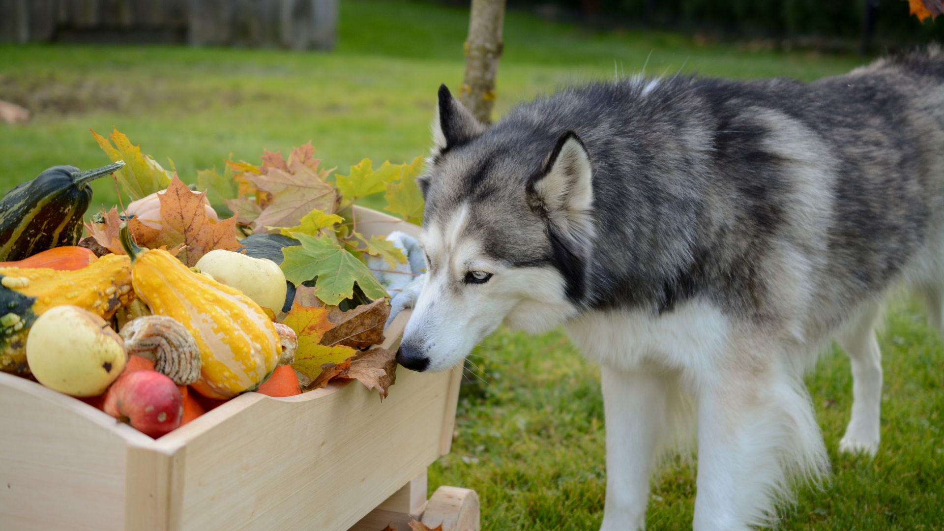 Alimentos que pueden comer los perros en otoño