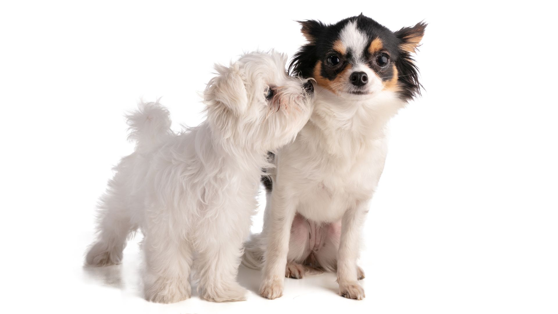 Razas de perros pequeños: nombres y características