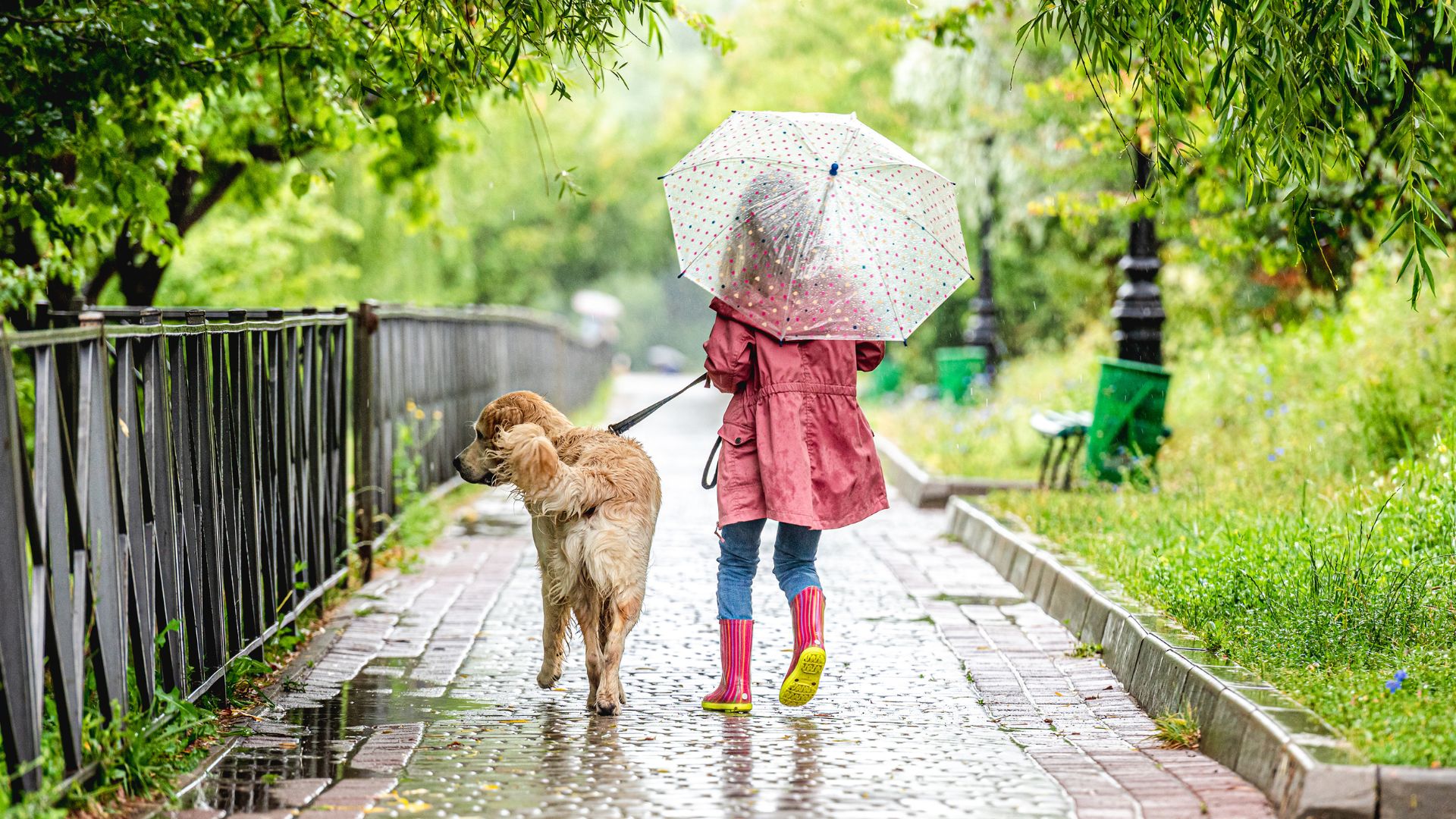 ¿Se puede sacar al perro cuando llueve? Consejos