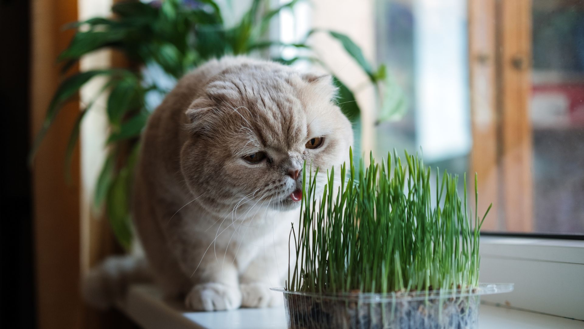 Bolas de pelo en gatos: cómo prevenirlas