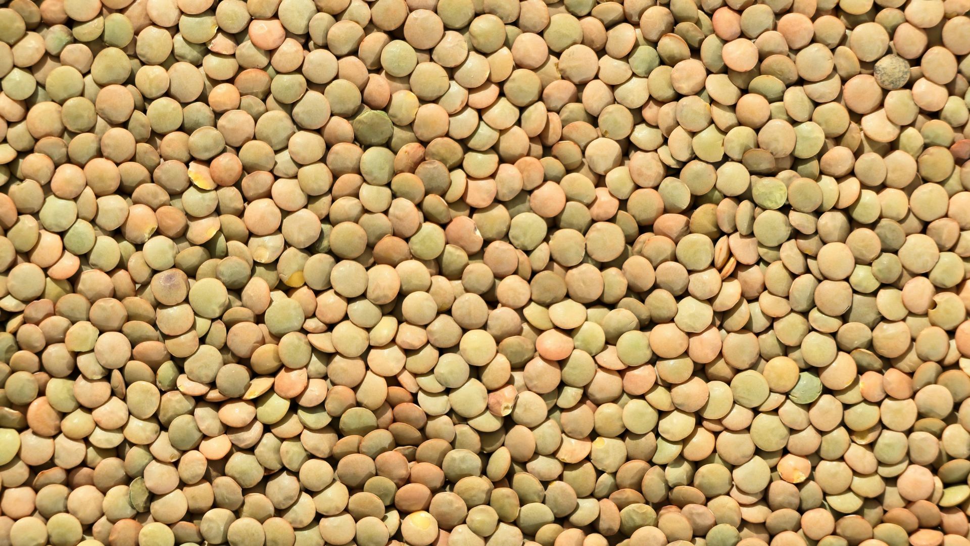 ¿Los perros pueden comer lentejas? Cocidas y de bote