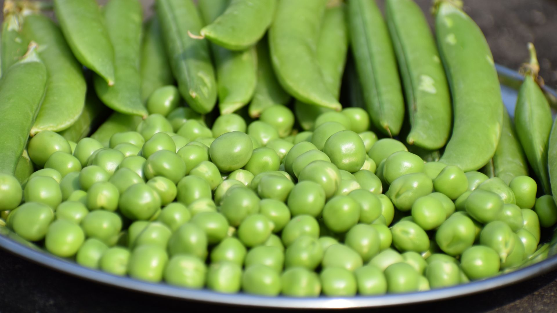 ¿Los perros pueden comer guisantes? Frescos, congelados y de bote