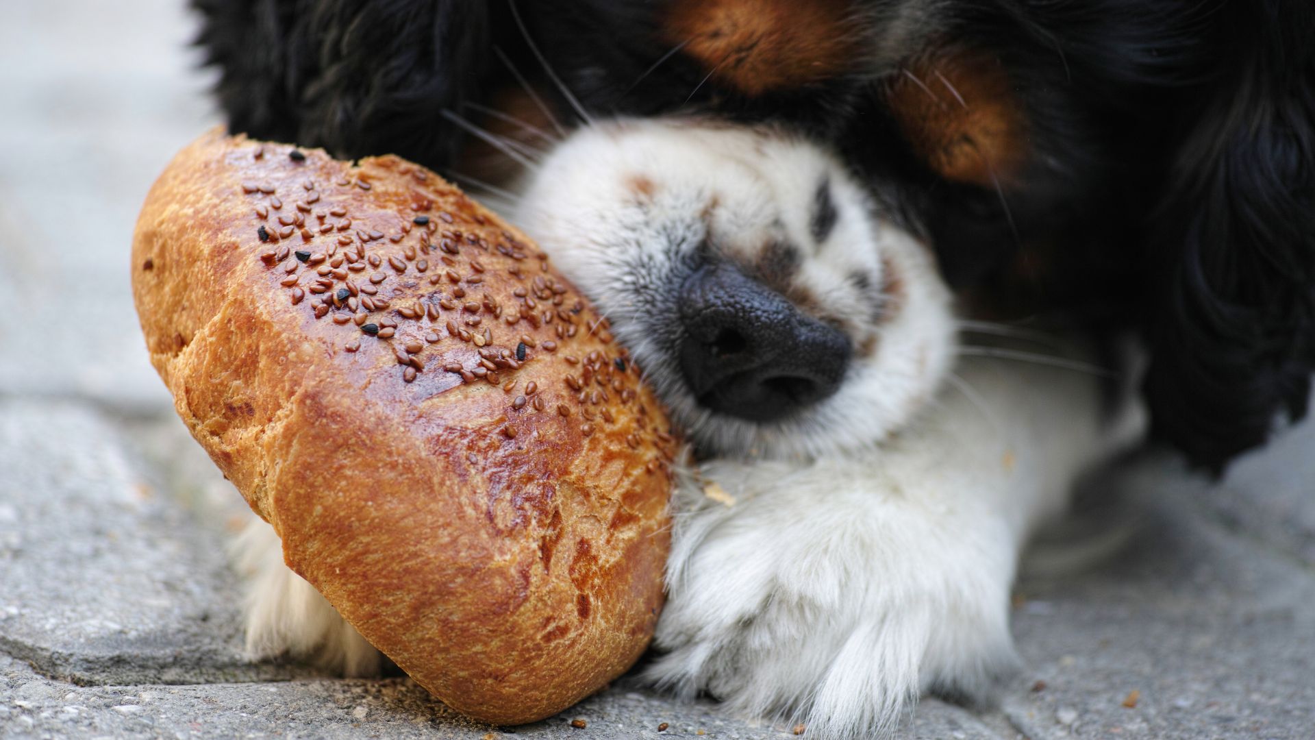 ¿Los perros pueden comer pan? Tipos y riesgos